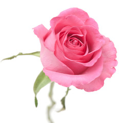 rose in powder pink