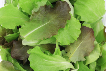 Green and red leaf of lettuce close up.