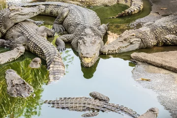 Vlies Fototapete Krokodil Big wildlife crocodiles .