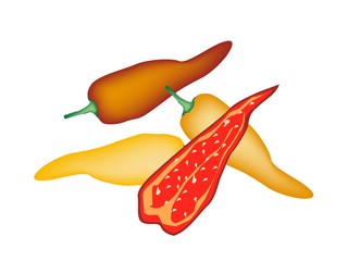 Red and Yellow Poblano Chili on White Background