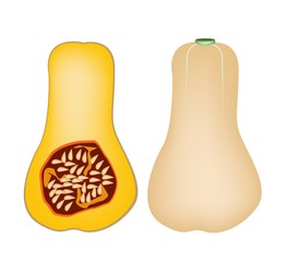 Two Butternut Squash on A White Background