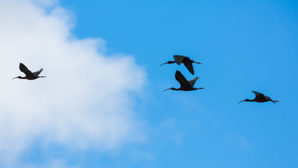 glossy ibis