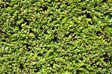 Privet hedge background