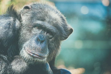 Chimpanzé