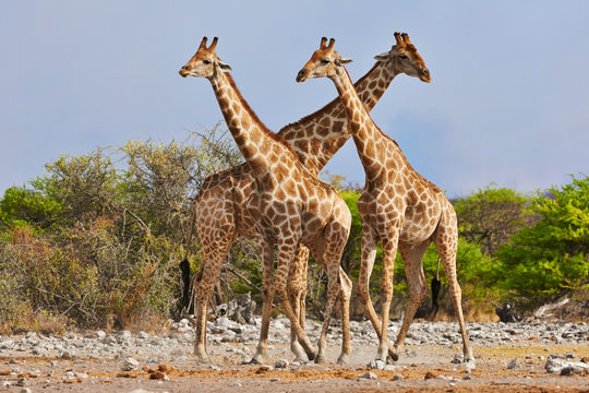 three giraffes walking in Etosha National Park