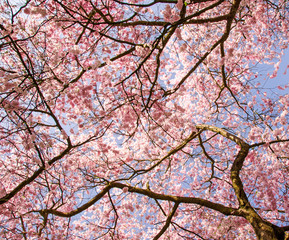 Baumkronen:  Blütenmeer aus Japanischen Kirschblüten
