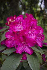 rhododendron Azalea rose Pink flowers