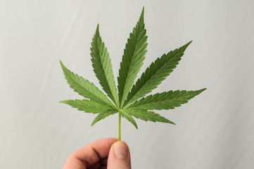 Cannabis Leaf