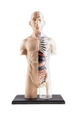 Figure Cross-Section Diagram Of Human Body - Bones and Organs