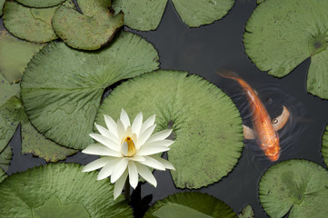 Fish in a Lotus pond