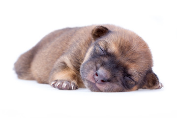 Fototapeta premium sleeping puppy
