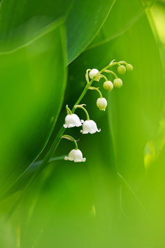 Lily of the Valley