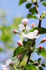 Beautiful blooming flowers on apple