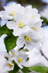 blossoming apple tree branch