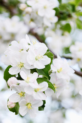 Fototapeta premium blooming apple tree in spring