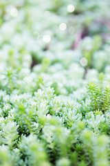 sedum succulent