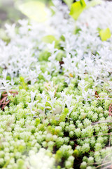 sedum, ground cover plant