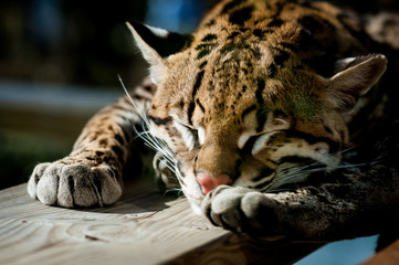 Ocelot qui dort
