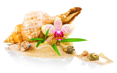 Spa concept with seashell and orchid