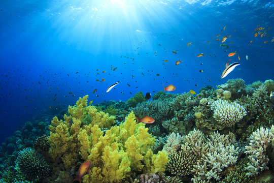 Underwater Coral Reef in Sunlight