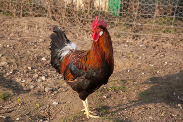 Coq gaulois doré - Gallus gallus domesticus - 