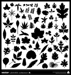 Leaves silhouettes vector