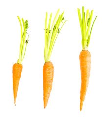 Carrot vegetable with leaves