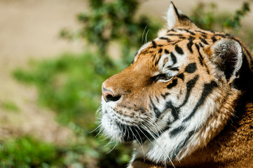 Tigre