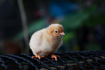 Buff Orpington chick standing on the black net.