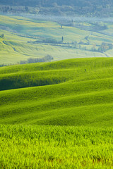Fototapeta na wymiar Piękne zielone wzgórza w Toskanii we Włoszech.