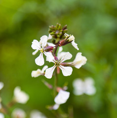 White rocket blossoms