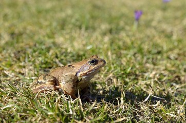 Common frog (Rana temporaria)