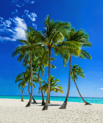 Exotic Caribbean beach with tall palm trees, Sanoa Island