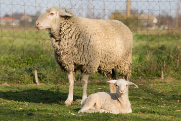 Lamb and sheep