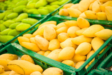 Bunch of yellow and green mango fruits on plastic boxes in store