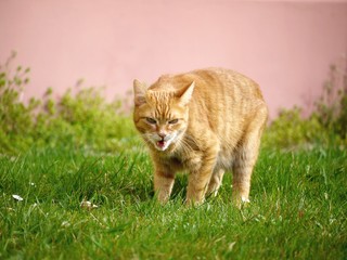 Naklejka na ściany i meble Pomarańczowy kot w trawie złościć i pokazać zęby