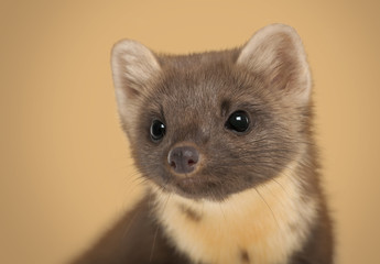 European Pine Marten, Martes martes against brown background
