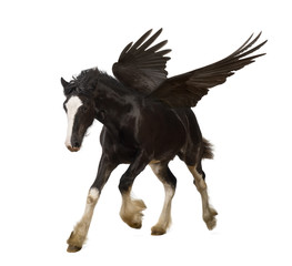 Winged stallion (Pegasus) galloping