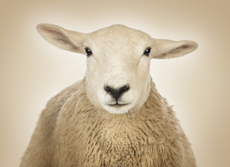 Close-up of a Sheep's head in front of a cream background