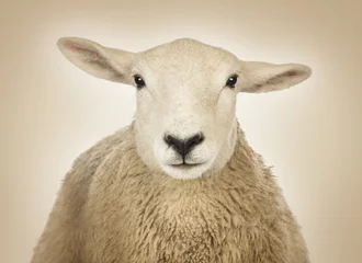 Crédence de cuisine en verre imprimé Moutons Gros plan d& 39 une tête de mouton devant un fond crème