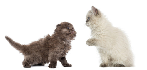 British Longhair kittens looking at each other