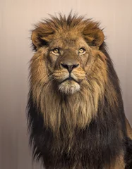 Crédence de cuisine en verre imprimé Lion Lion recherchant, Panthera Leo sur fond marron