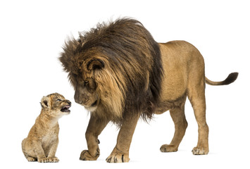 Naklejka premium Lew stojący i patrząc na lwiątko