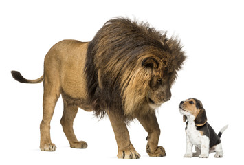 Lion standing and looking at a beagle puppy