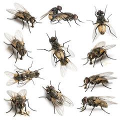 Set of 11 House flies