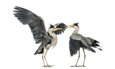 Two Grey Herons flapping