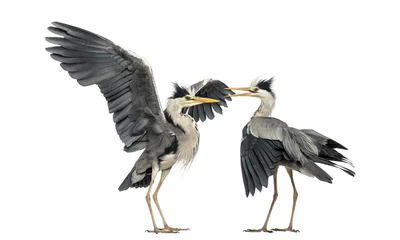 Foto op Plexiglas Two Grey Herons flapping © Eric Isselée