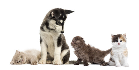 Husky malamute puppy sitting and surrounded by kittens © Eric Isselée