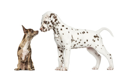 Chihuahua Pinscher sitting and dalmatian puppy standing - obrazy, fototapety, plakaty