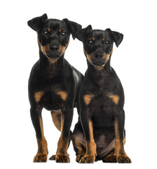 Two Pinscher sitting, standing and looking at the camera